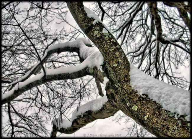 Snowy Branches