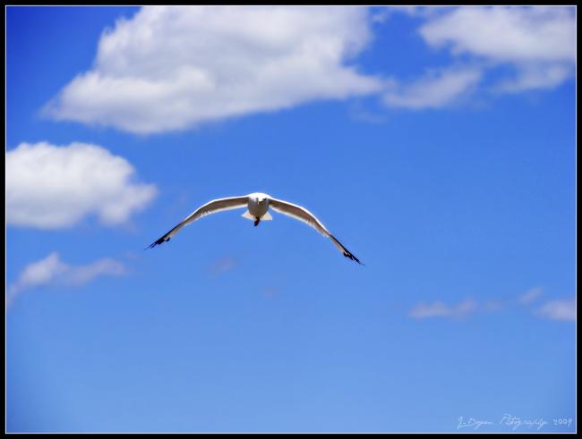 Soaring above the sea