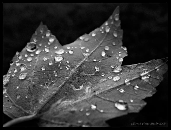 Droplets on a leaf