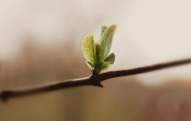 a leaf