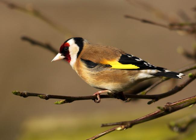 Gold Finch