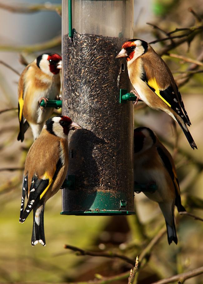 Gold Finch