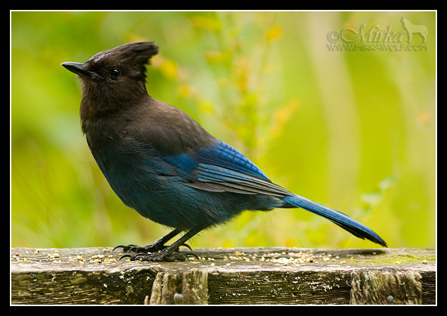 Stellers Jay