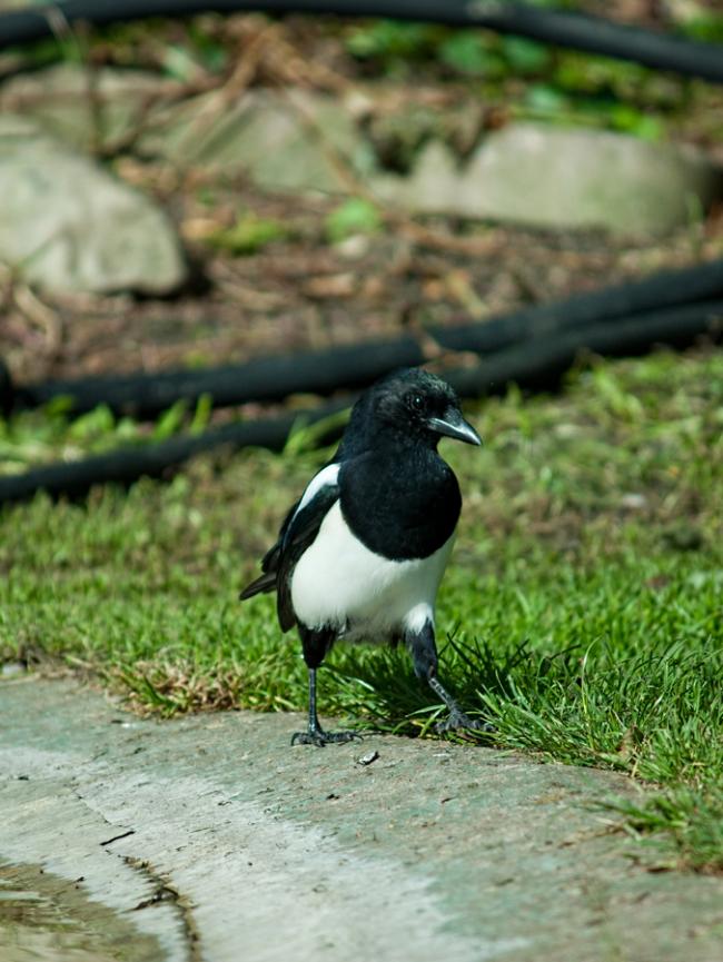 Magpie