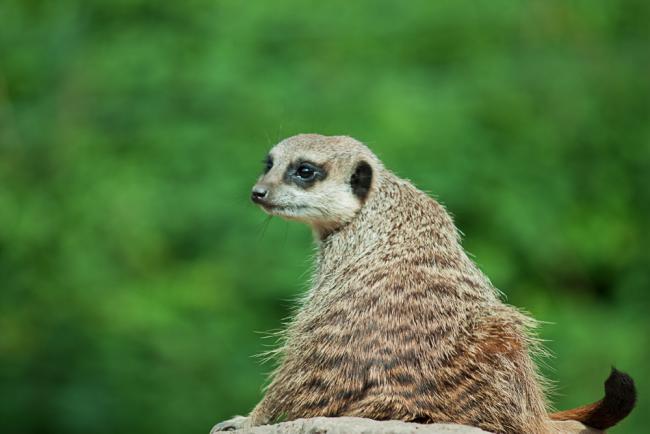 Meerkat