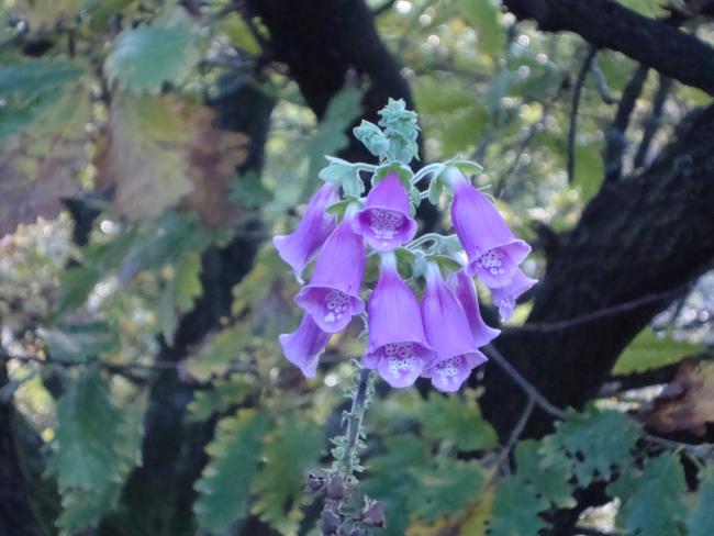 Foxglove