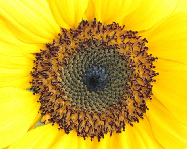 Sunflower 2