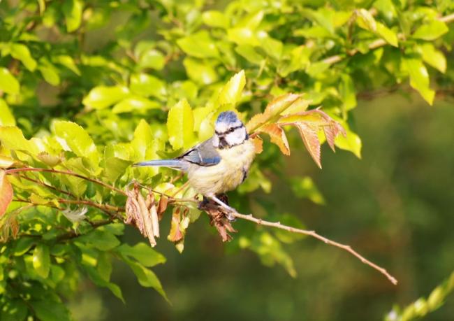 Blue tit