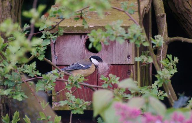 Great tit