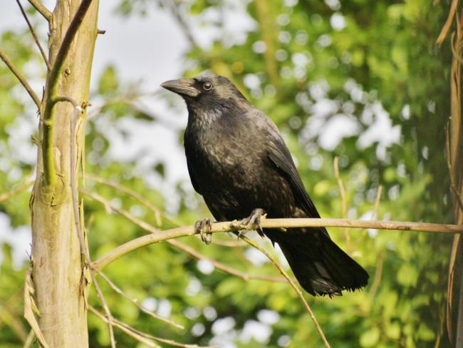 Crow