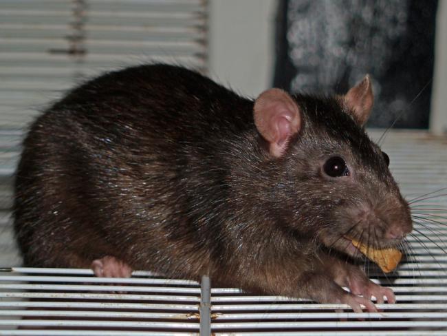 Rattie