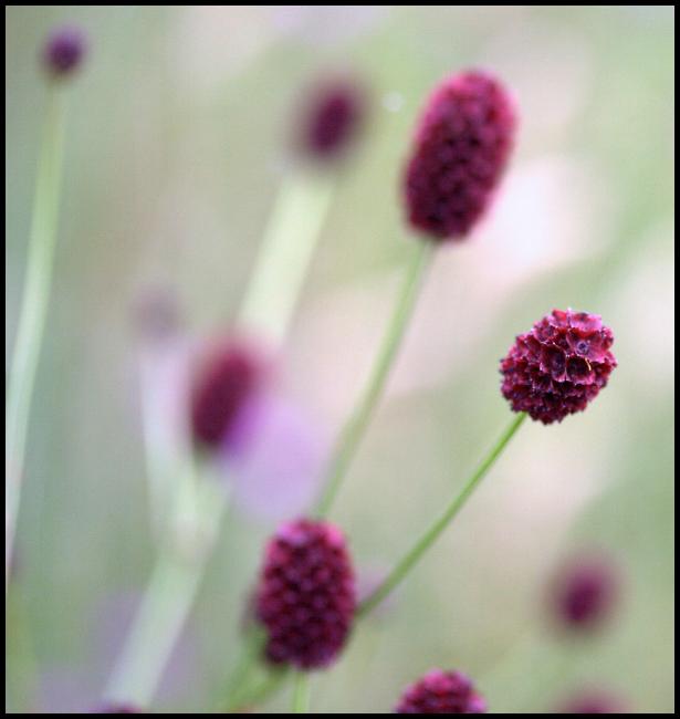 red flowers