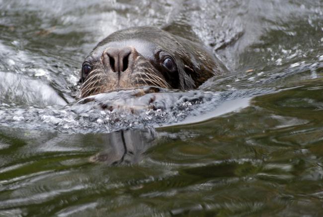 Sofus the Sealion