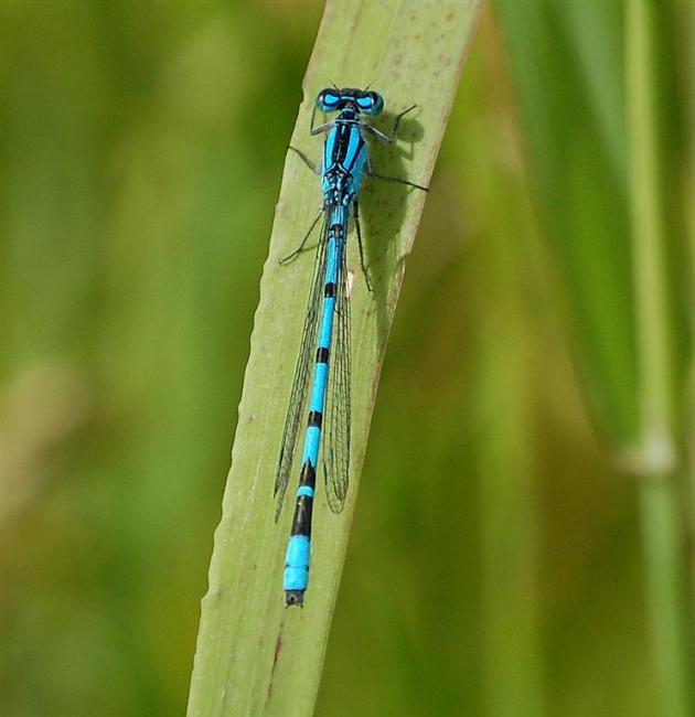 Common Blue Damselfly (male)