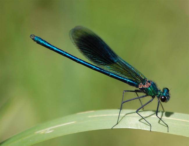 Banded Demoiselle, male