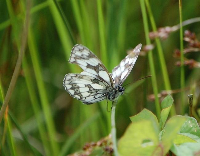 Marbled White Butterfly