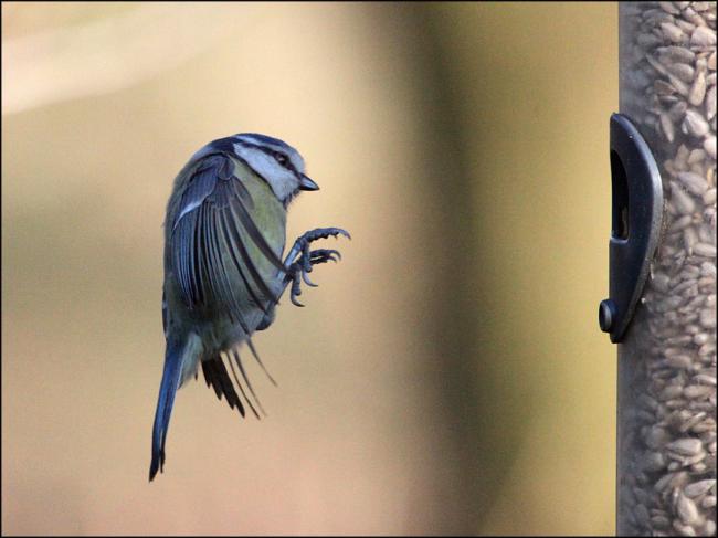 Blue Tit