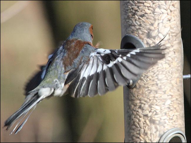 Chaffinch 1