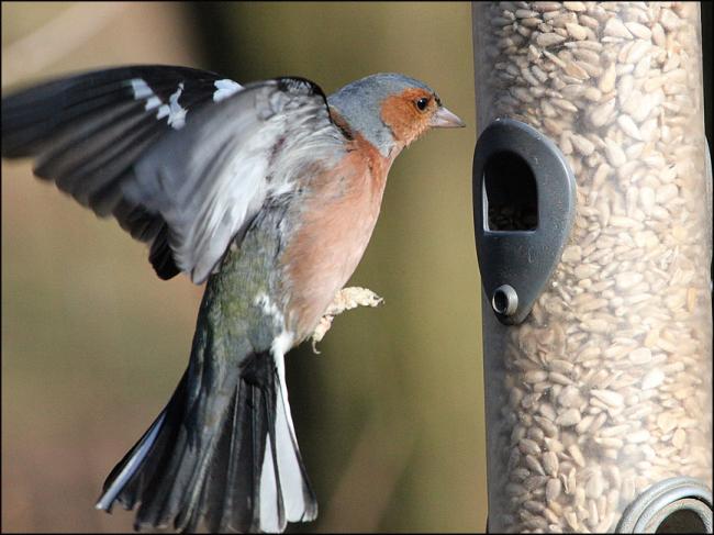 Chaffinch 3