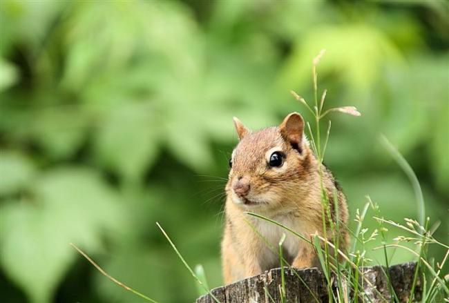 chipmunk