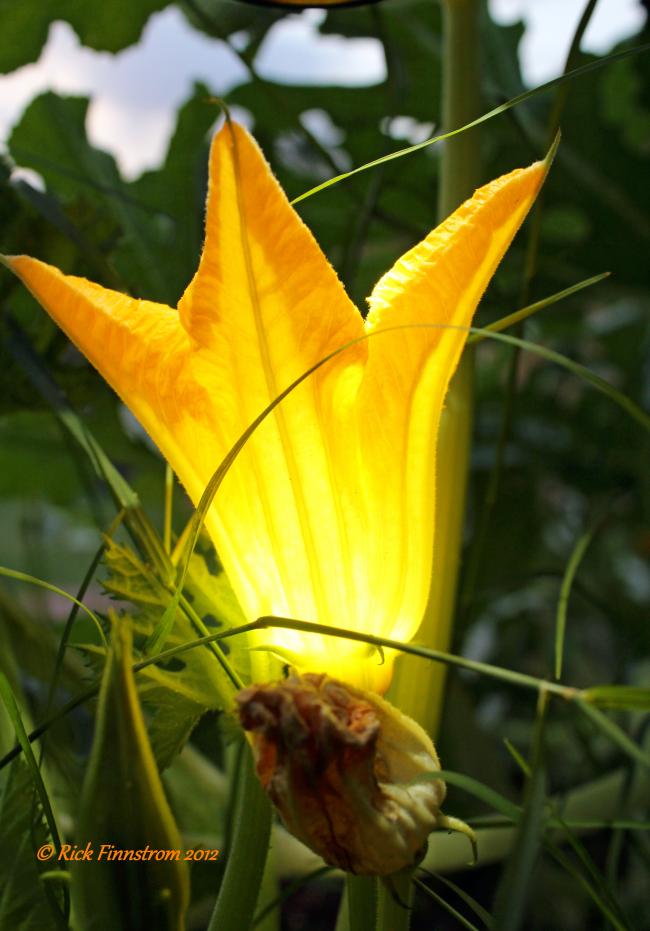 GLOWING FLOWER