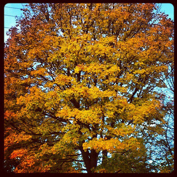 autumn time glasgow 2012