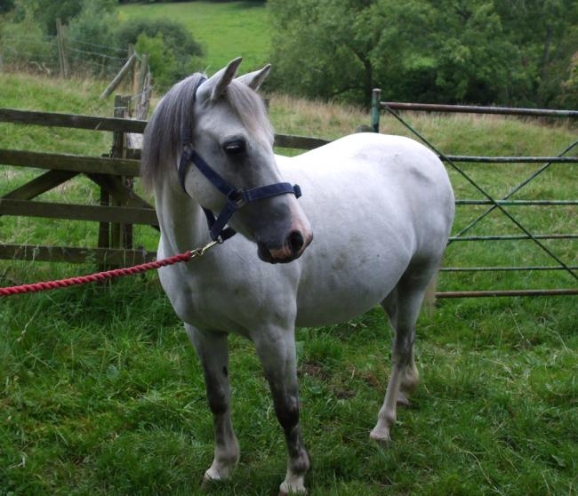 Welsh Pony