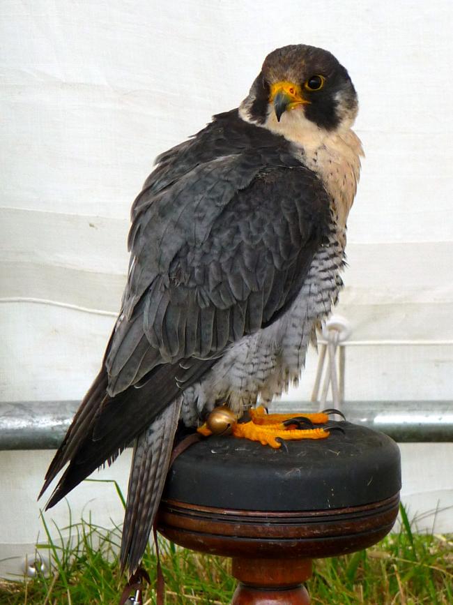 peregrine falcon