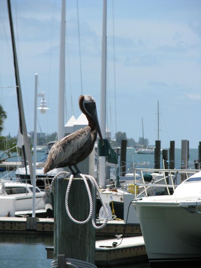Pelican at the marina.