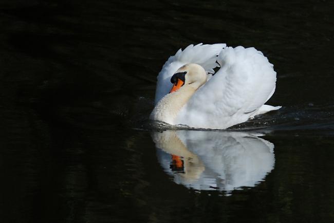 Mute Swan