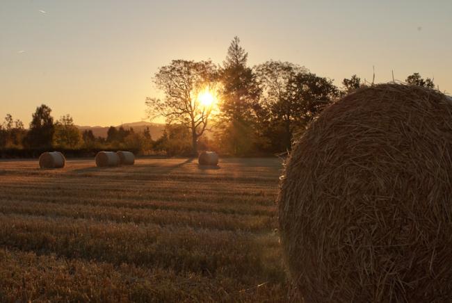 Hay bale