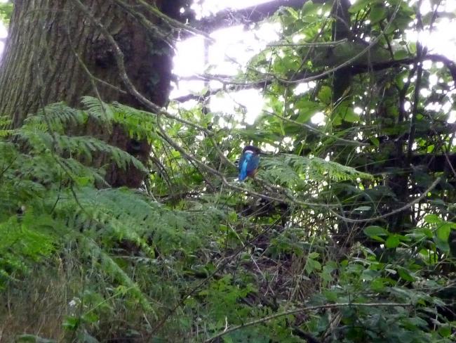 kingfisher. 22nd july. Taken with zoom.