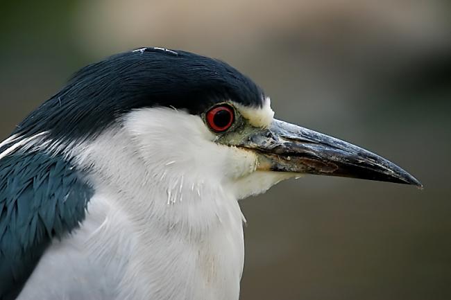 Black Crowned Night Heron