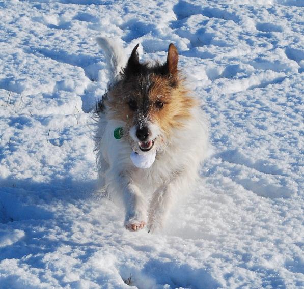 Murphy in the snow xx