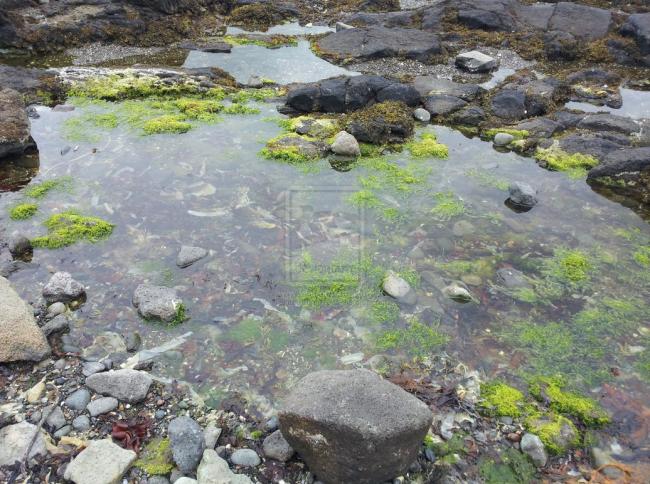 rock pool   dunure castle scotland