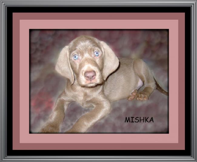 mishka 2007
Slovakian Rough Haired Pointer puppy