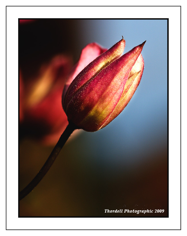 Reflective Tulip
