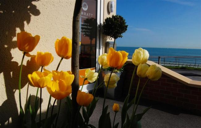 Pretty Tulips, near Bournemouth beach.