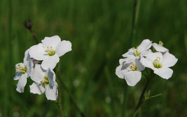 a flower