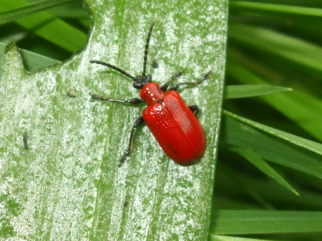 Lilly Eating Beetle (pretty colour though)