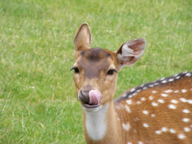 Bambi