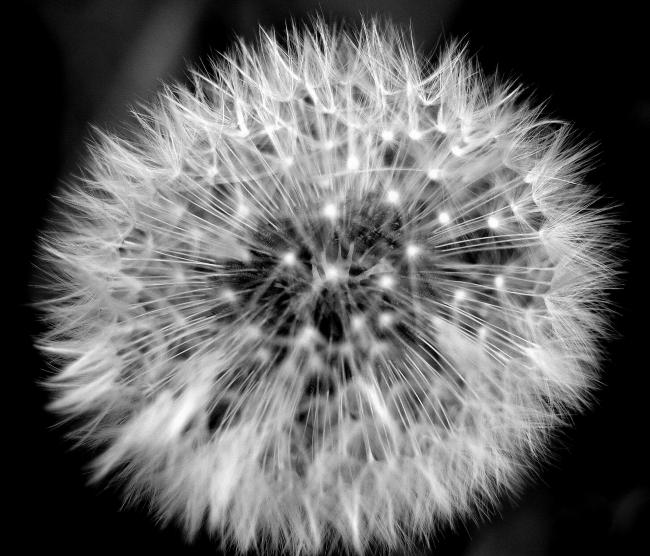 Dandelion Clock