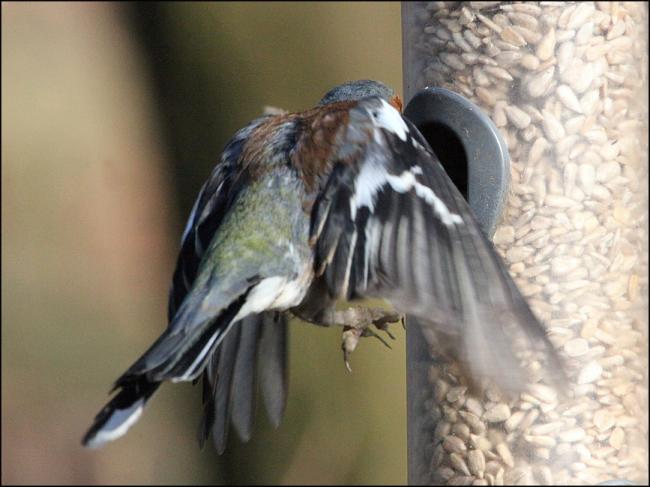 Chaffinch 4