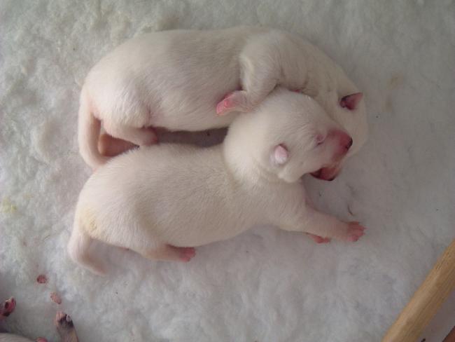 White Utonagan puppies