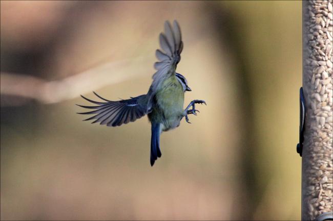 Blue Tit