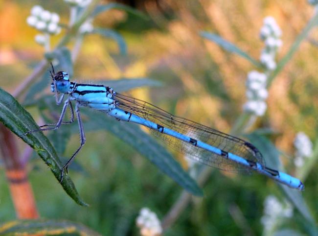 Damselfly cleaning eyes