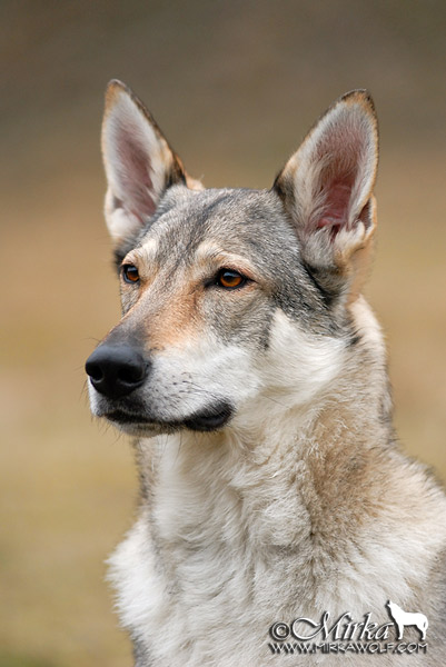 Czechoslovakian Wolfdog (mine)