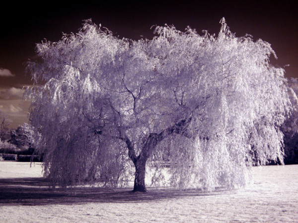 Infrared shot of a willow tree