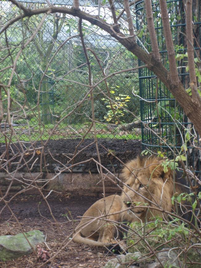 Bristol Zoo