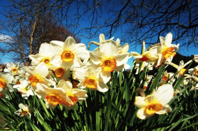 Daffodils